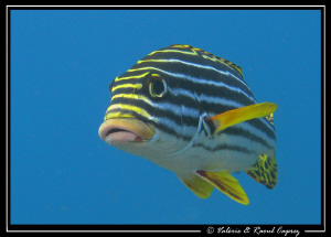 Plectorhinchus vittatus above the U.S. Liberty wreck (Bali) by Raoul Caprez 